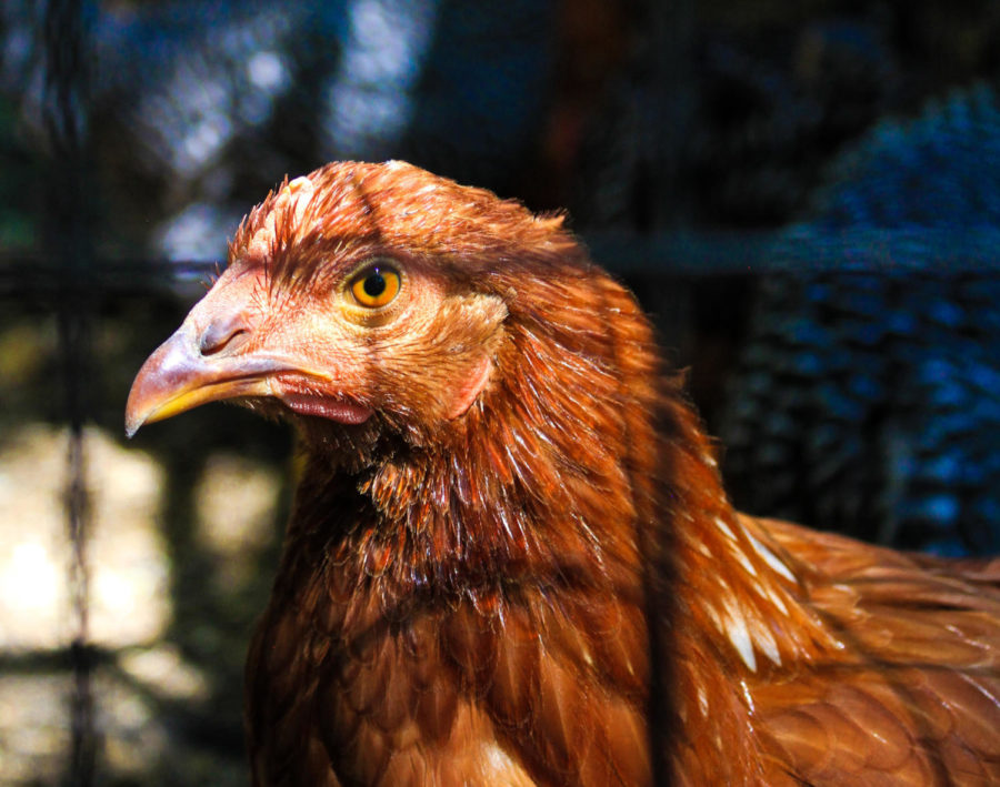 What are the roosters cockadoodle-doing?