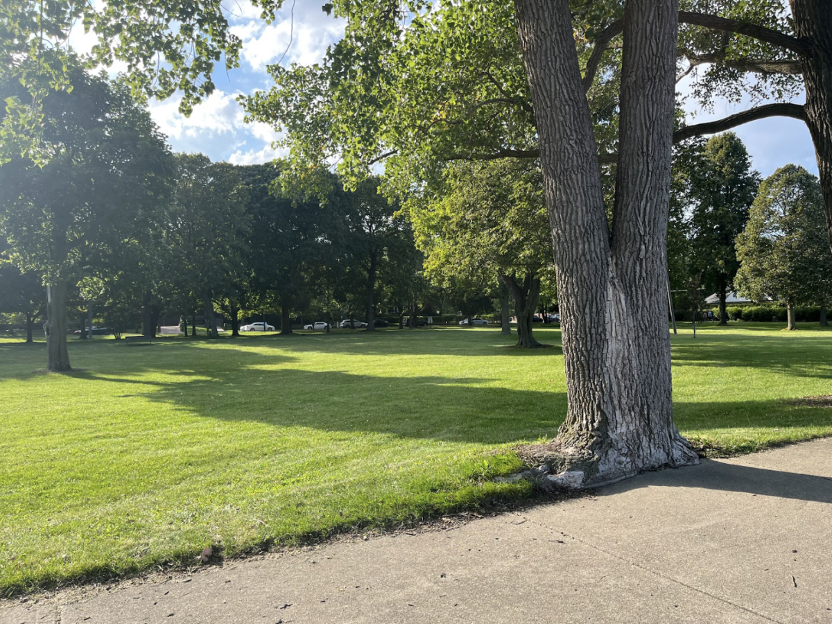 Trees on city-owned property in Evanston’s Clark Square Park.